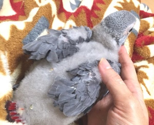 画像5: ヨウムＰＨＢＩＩ１Ｉ９６３☆女の子（ご売約頂きました♪） (5)