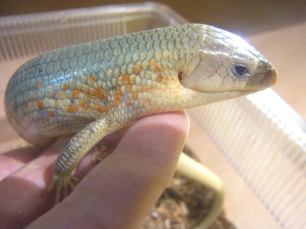 画像4: シナトカゲ♂★ＷＣ (4)