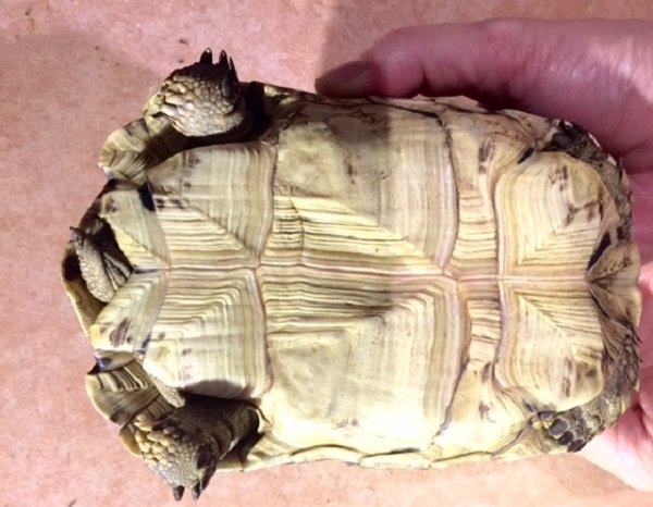 画像5: ソマリアリクガメセレクト”ハイボディ”Rift valley産★2015年12月入荷（お迎え頂きました♪） (5)