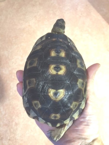 画像2: ソリガメ　♂ (2)