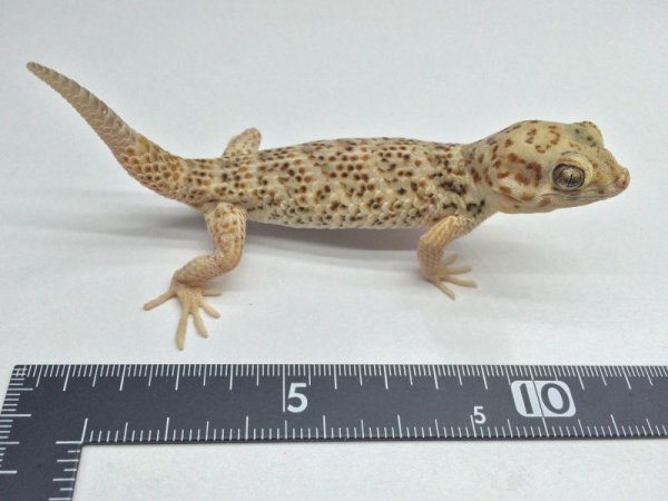 画像3: ロボロフスキースキンクヤモリ　♂ (3)