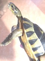 りくがめ 爬虫類専門店【𝙳𝙸𝚉𝚉𝚈 𝙿𝙾𝙸𝙽𝚃】東京第002225 on X