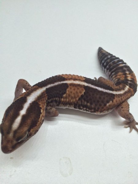 画像2: ノーマルストライプ　アダルト　メス　ニシアフリカトカゲモドキ (2)