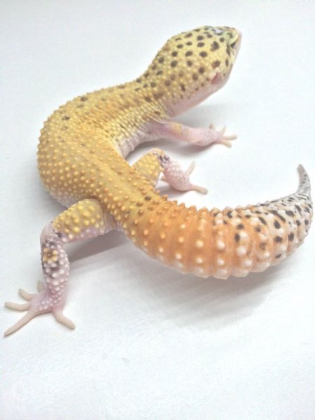 画像4: ブルースポットエクリプスタンジェリン　　ヒョウモントカゲモドキ　レオパ　 (4)