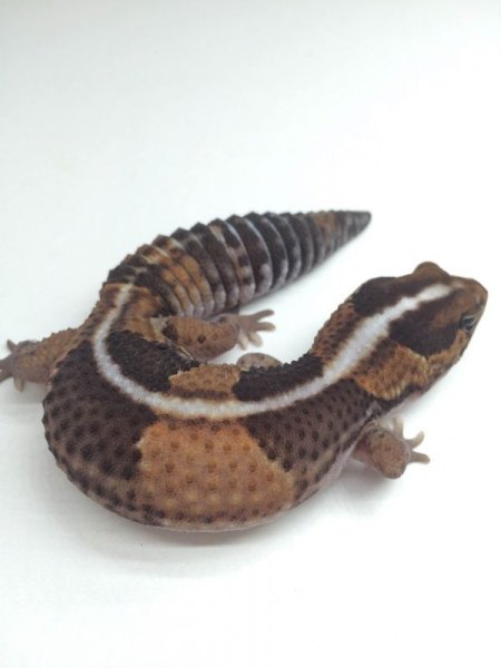 画像3: ノーマルストライプ　アダルト　メス　ニシアフリカトカゲモドキ (3)