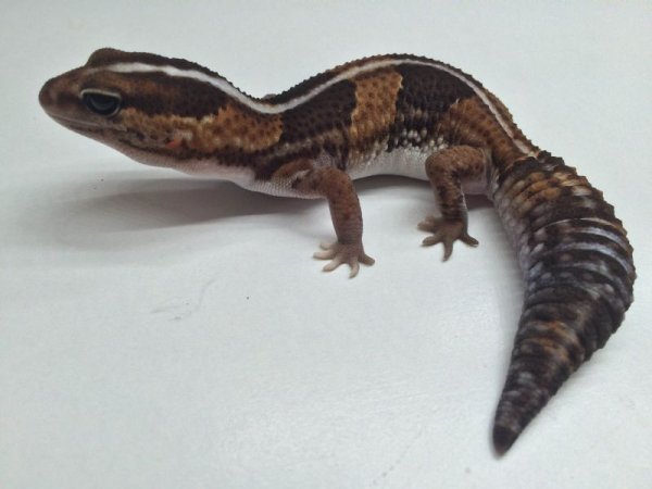 画像4: ノーマルストライプ　アダルト　メス　ニシアフリカトカゲモドキ (4)