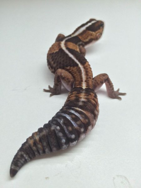 画像5: ノーマルストライプ　アダルト　メス　ニシアフリカトカゲモドキ (5)