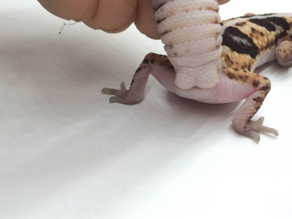 画像5: ホワイトアウト　♂　ニシアフリカトカゲモドキ (5)