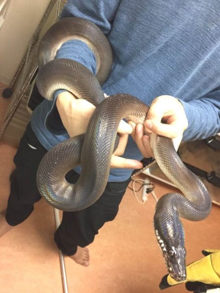 画像7: アルバーティスパイソンティミカブラック　♂ (7)