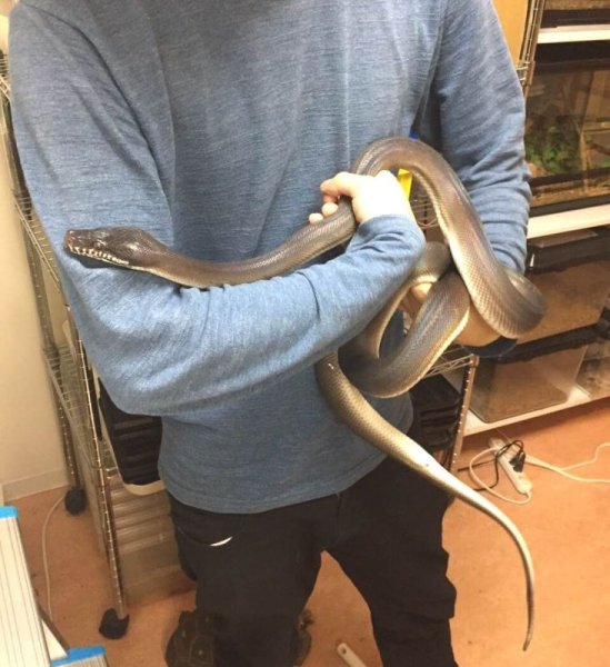 画像8: アルバーティスパイソンティミカブラック　♂ (8)