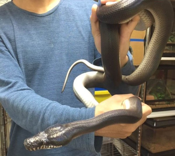 画像6: アルバーティスパイソンティミカブラック　♂ (6)