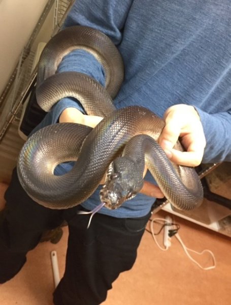 画像3: アルバーティスパイソンティミカブラック　♂ (3)