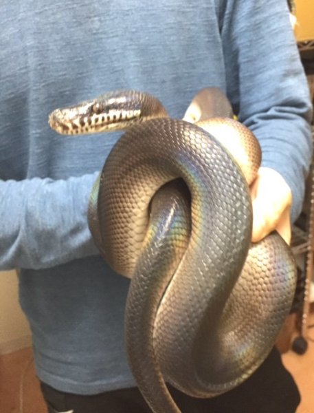 画像4: アルバーティスパイソンティミカブラック　♂ (4)