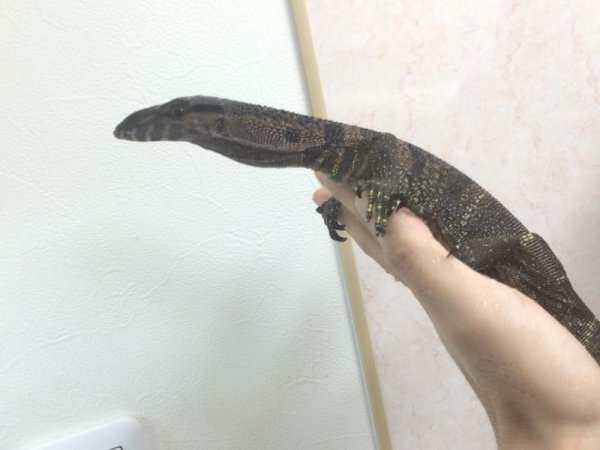 画像3: ラフネックモニター☆ (3)