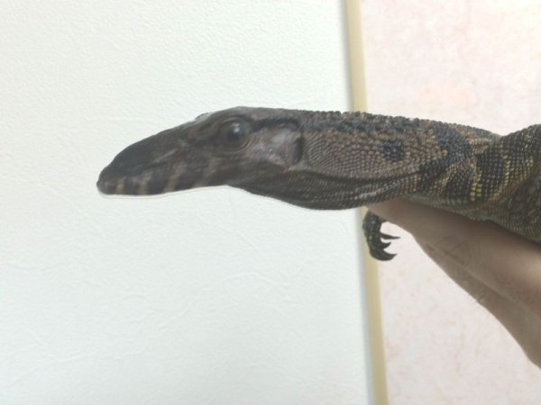 画像4: ラフネックモニター☆ (4)