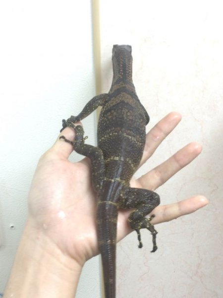 画像2: ラフネックモニター☆ (2)