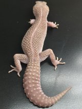 過去販売生体禄 - exotic-supply(エキゾチックサプライ) (Page 24) 過去販売生体禄 - exotic-supply(エキゾチックサプライ) (Page 24)