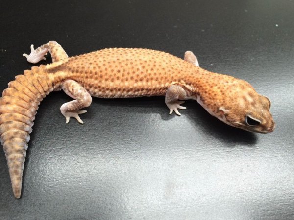 画像2: パターンレス　オス　ニシアフリカトカゲモドキ (2)