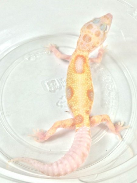 画像2: ドリームシクル　ヒョウモントカゲモドキ　 (2)