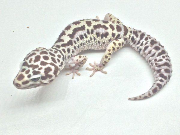 画像3: ジャングルジェムスノー　メス　　ヒョウモントカゲモドキ (3)