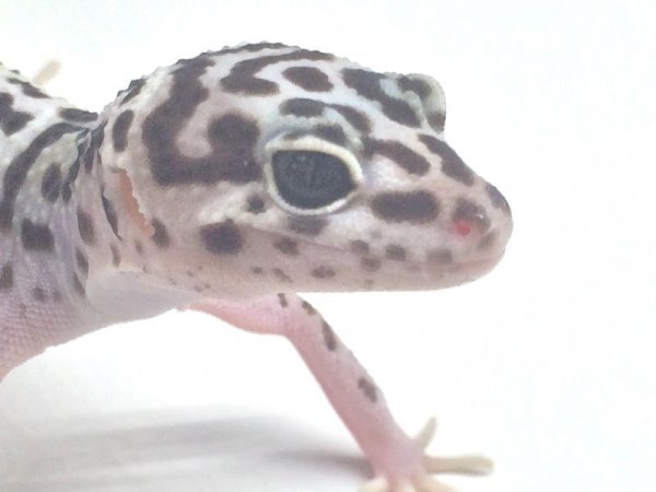 画像3: ジェムスノー　　ヒョウモントカゲモドキ (3)