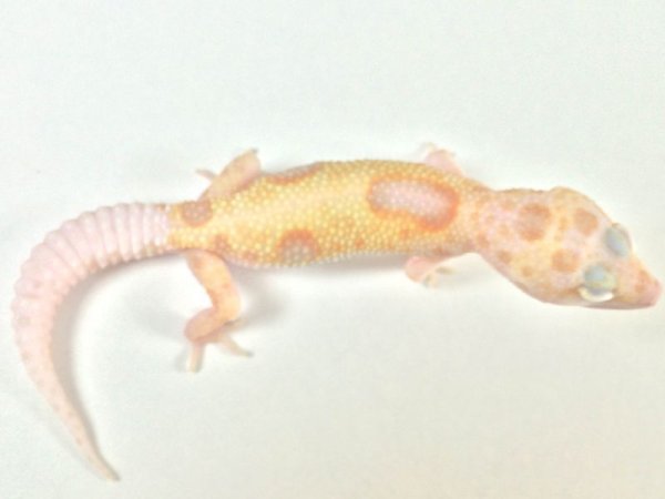 画像4: ドリームシクル　ヒョウモントカゲモドキ　 (4)