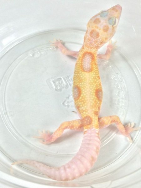 画像3: ドリームシクル　ヒョウモントカゲモドキ　 (3)