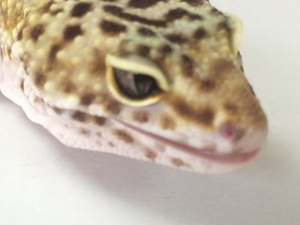 画像2: マーブルアイ　♀　ヒョウンモントカゲモドキ　 (2)