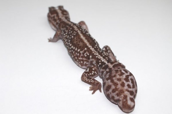 画像5: ニシアフリカトカゲモドキ　ホワイトアウト　指飛び再生尾 (5)