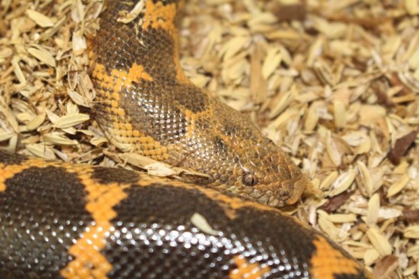 画像2: ミュラーサンドボア　♂♀　ペア (2)