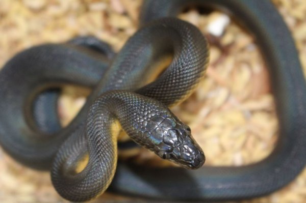 画像3: ウォーターパイソン ♂♀ペア  (3)