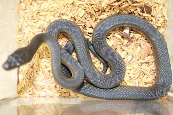 画像2: ウォーターパイソン ♂♀ペア  (2)