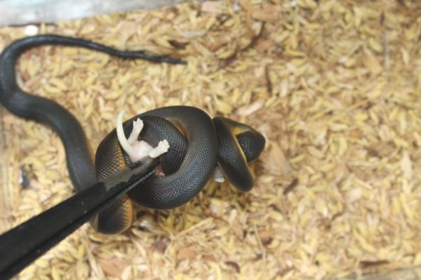 画像4: ウォーターパイソン ♂♀ペア  (4)