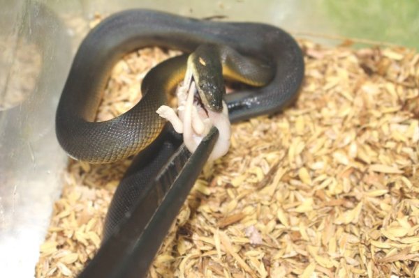 画像10: ウォーターパイソン ♂♀ペア  (10)