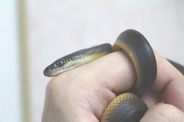 画像8: ウォーターパイソン ♂♀ペア  (8)