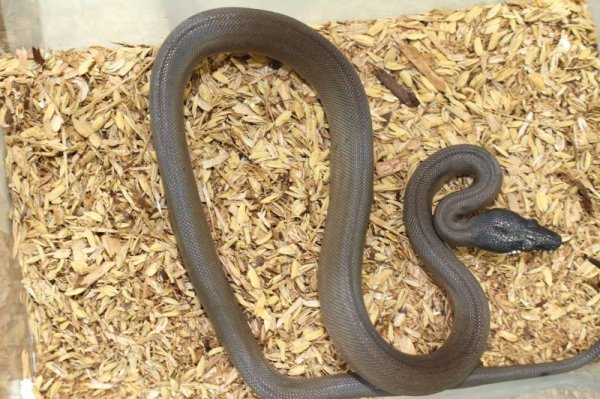 画像3: アルバーティスパイソン　 (3)