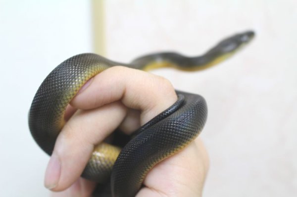 画像6: ウォーターパイソン ♂♀ペア  (6)