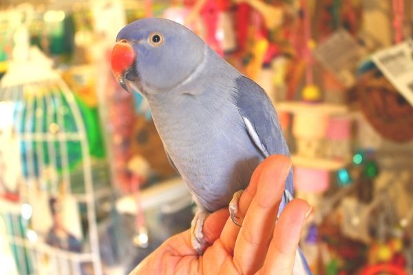 ワカケホンセイインコ バイオレットワカケホンセイ 中型インコ