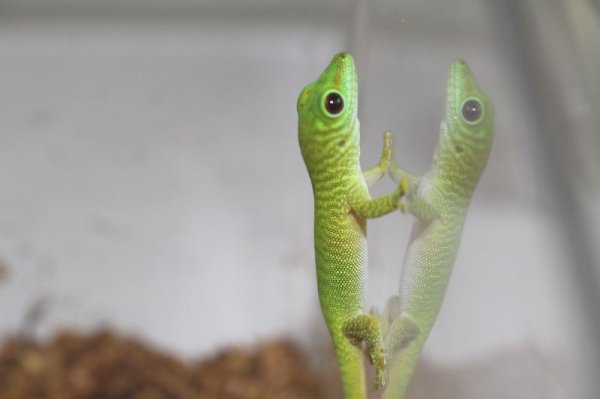 画像3: グランディスヒルヤモリ　CB　ベビー (3)