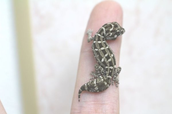 画像2: マツカサヤモリ　CB　ベビー (2)