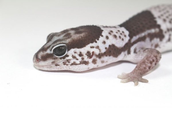 画像3: オレオ　美個体 ♀？　　ニシアフリカトカゲモドキ (3)