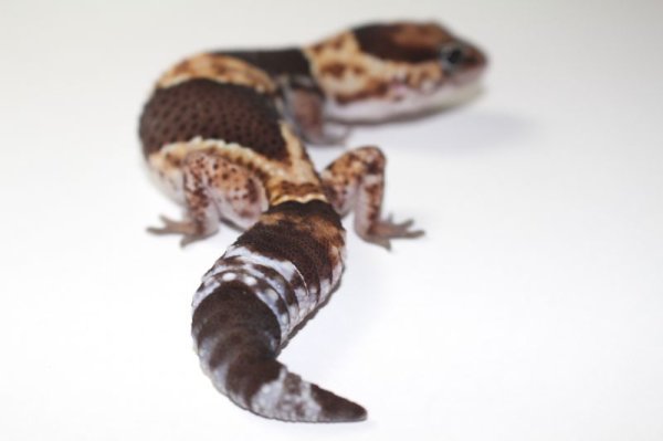 画像4: ノーマル（ホワイトアウトシブリング）　♀ (4)