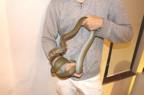 画像2: パプアンパイソン☆ヤング　オスメスペア (2)