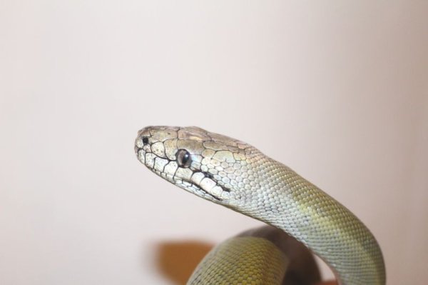 画像6: パプアンパイソン☆ヤング♀ (6)