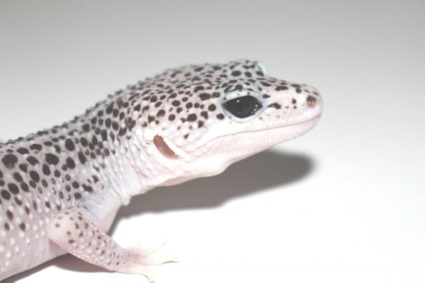 画像3: グラナイトスーパースノーエニグマ（ダルメシアン）　スーパーマックスノー×エニグマ (3)