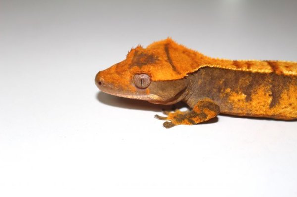 画像4: オレンジエクストリーム　クレステッドゲッコー (4)