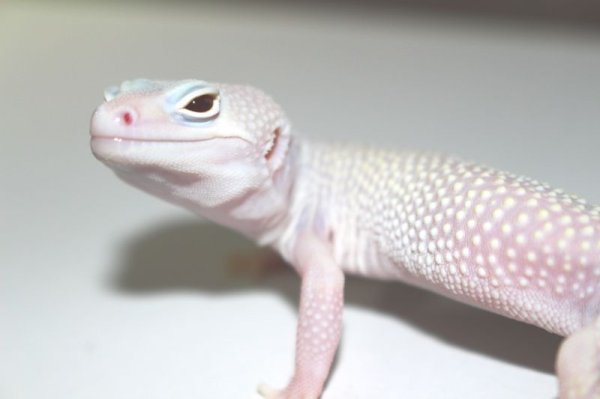 画像4: ブレイジングブリザード　オス　ヒョウモントカゲモドキ (4)