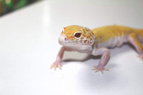 画像6: レイダーサングロースノー　メス　ヒョウモントカゲモドキ (6)