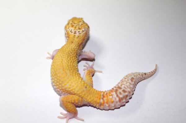 画像3: レイダーサングロースノー　メス　ヒョウモントカゲモドキ (3)