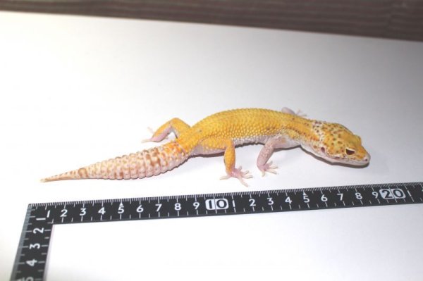 画像4: レイダーサングロースノー　メス　ヒョウモントカゲモドキ (4)